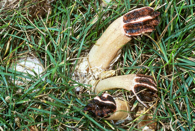 Lysurus cruciatus